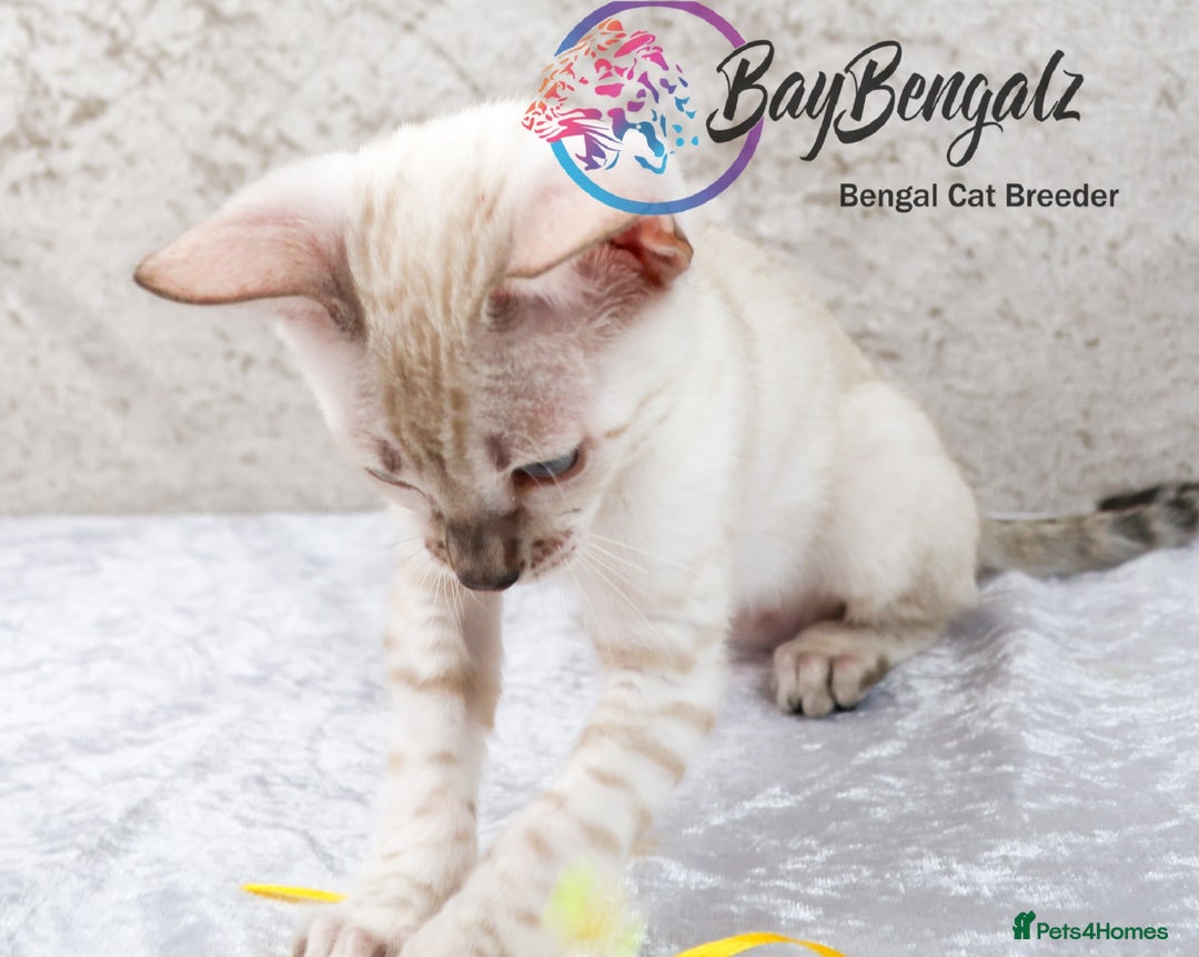 Bengal cats for sale: Champion line Superb Bengal Kittens  - Image 13