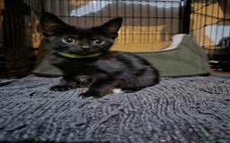 Mixed Breed cats for sale: Adorable black kittens for sale  - Image 5