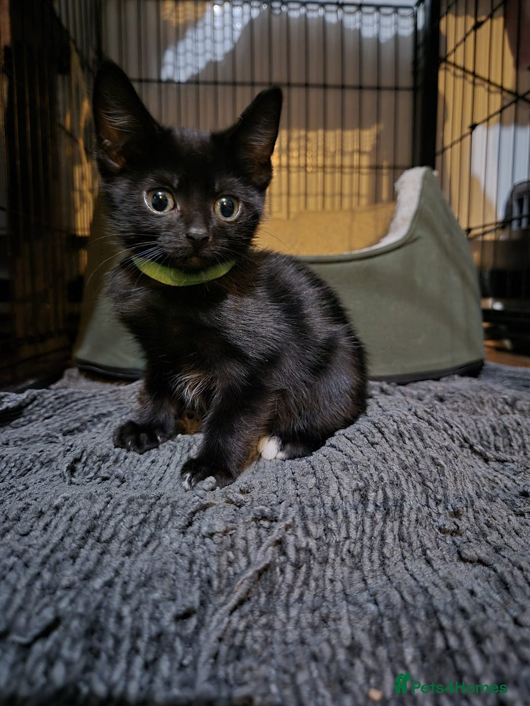 Mixed Breed cats for sale: Adorable black kittens for sale  - Image 5