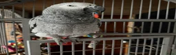 Parrots birds for sale: African grey parrot - Advert 3