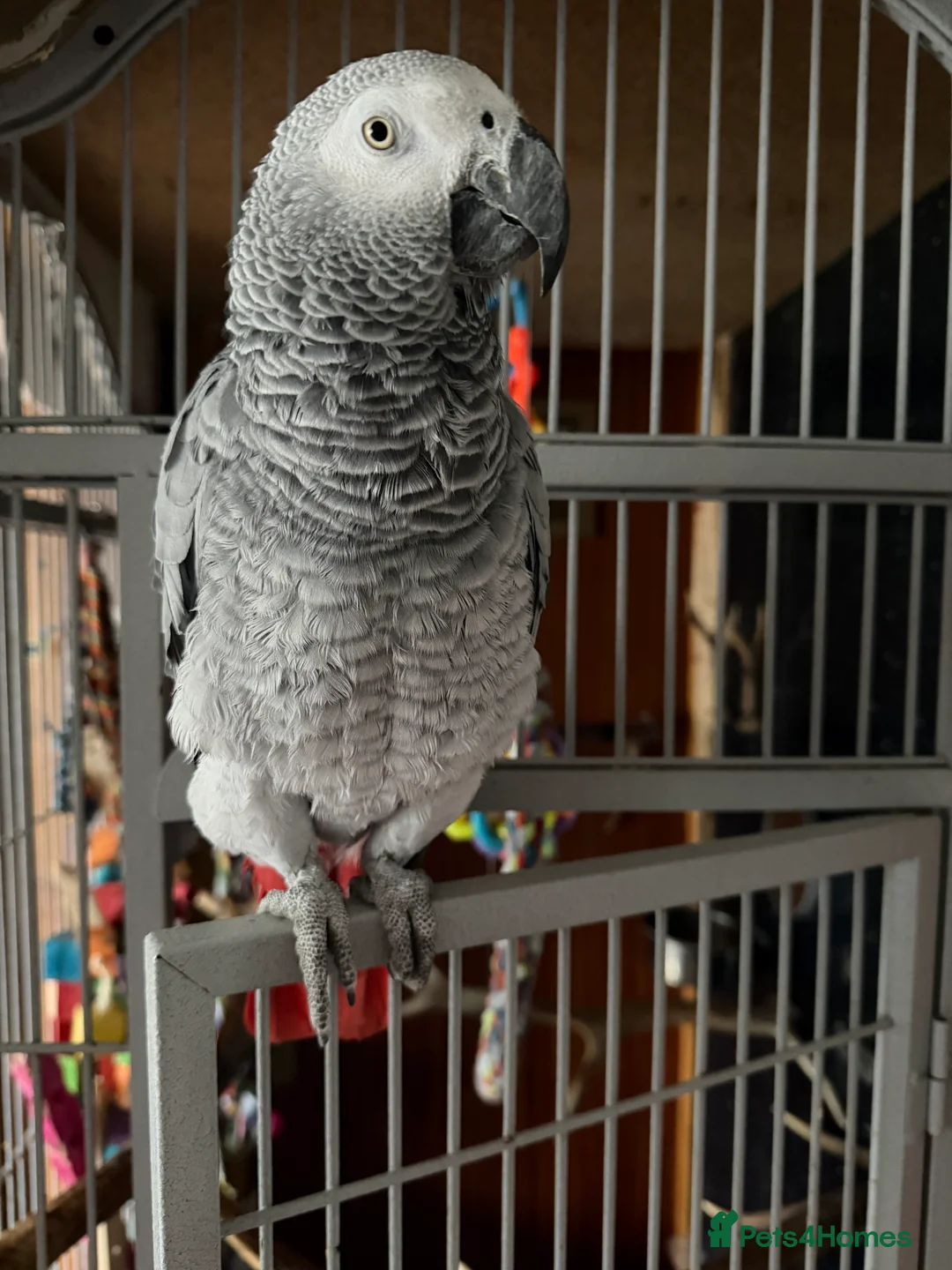 Parrots birds for sale: African grey parrot - Advert 3