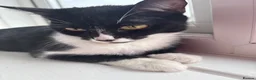 Mixed Breed cats for sale: Black kitten  - Advert 5