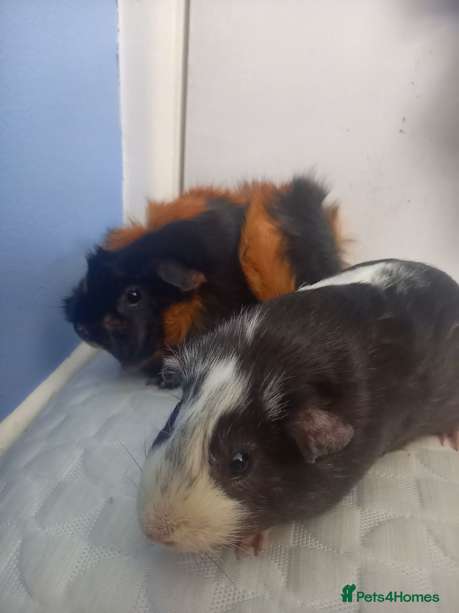 Guinea Pig rodents 2 sweet young girl guinea pigs Newton Abbot - Advert 2