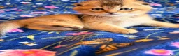 Scottish Fold cats for sale: Pedigree Scottish fold kittens - Advert 5