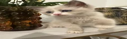 Ragdoll cats for sale: Last Ragdoll kitten available now   - Advert 9