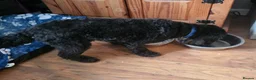 Cockapoo dogs for sale: Sad rehoming  of kobie Cockapoo in Derby - Advert 3