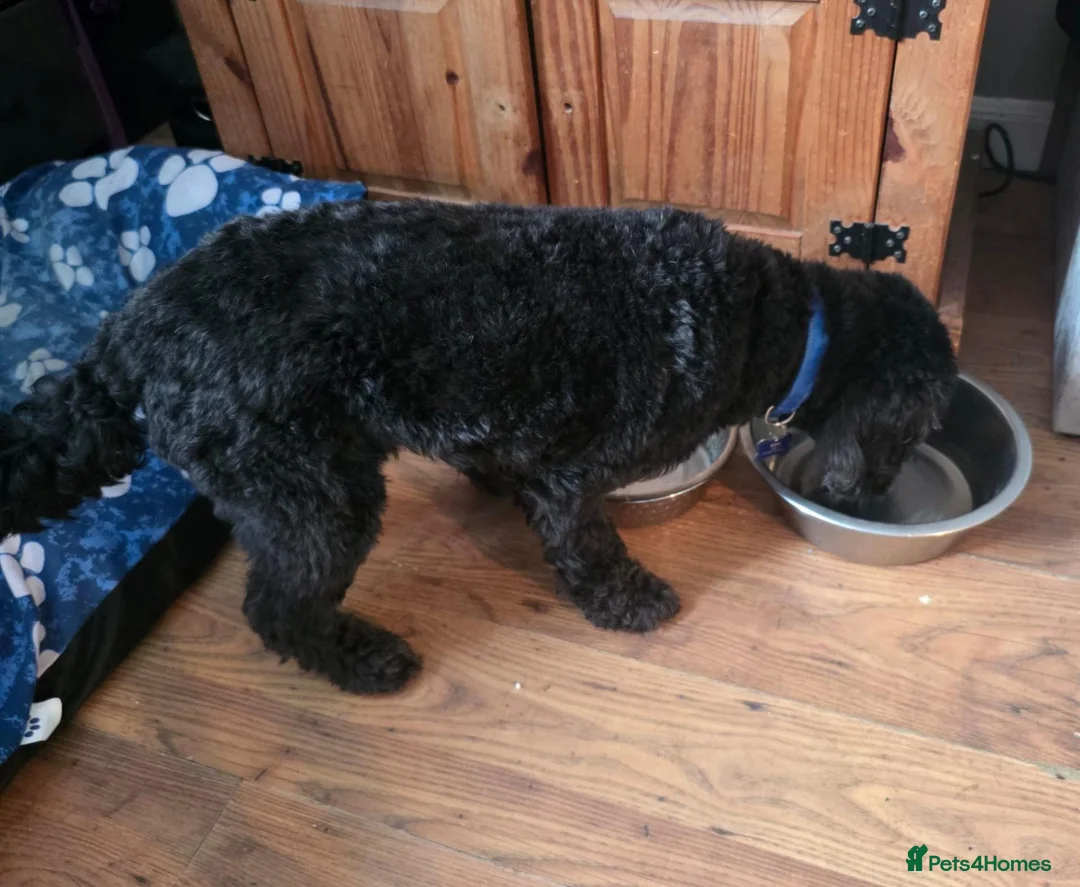 Cockapoo dogs for sale: Sad rehoming  of kobie Cockapoo in Derby - Advert 3