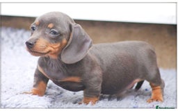 Miniature Dachshund dogs for sale: BLUE & TAN & BLACK TAN MINI DAX'S AVAILABLE  - Image 6