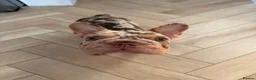 French Bulldog dogs for sale: KC reg French bulldog female rojo tan and merle  - Advert 2