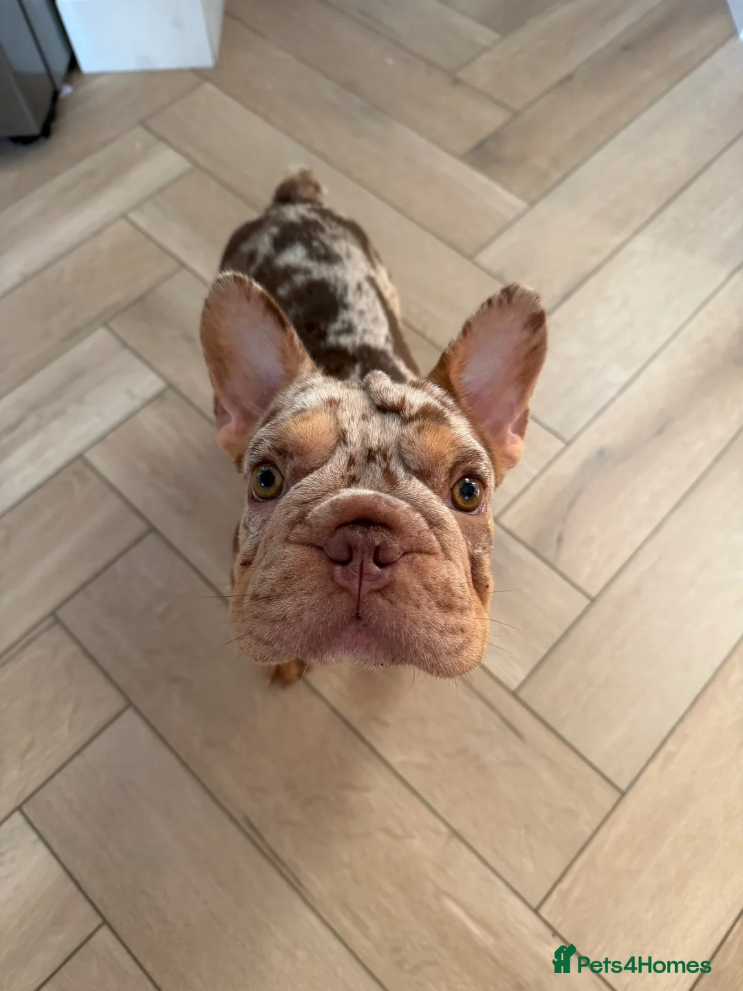 French Bulldog dogs for sale: KC reg French bulldog female rojo tan and merle  - Advert 2
