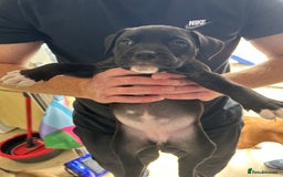 Mixed Breed dogs for sale: Cane corso x Staffordshire bull terrier  - Image 4