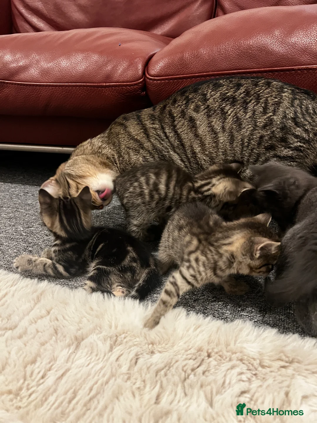 Mixed Breed cats for sale: Cats for Sale🐈🐈‍⬛ - Advert 2
