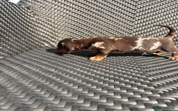 Dachshund dogs for sale: Dachshund Puppies  - Image 3