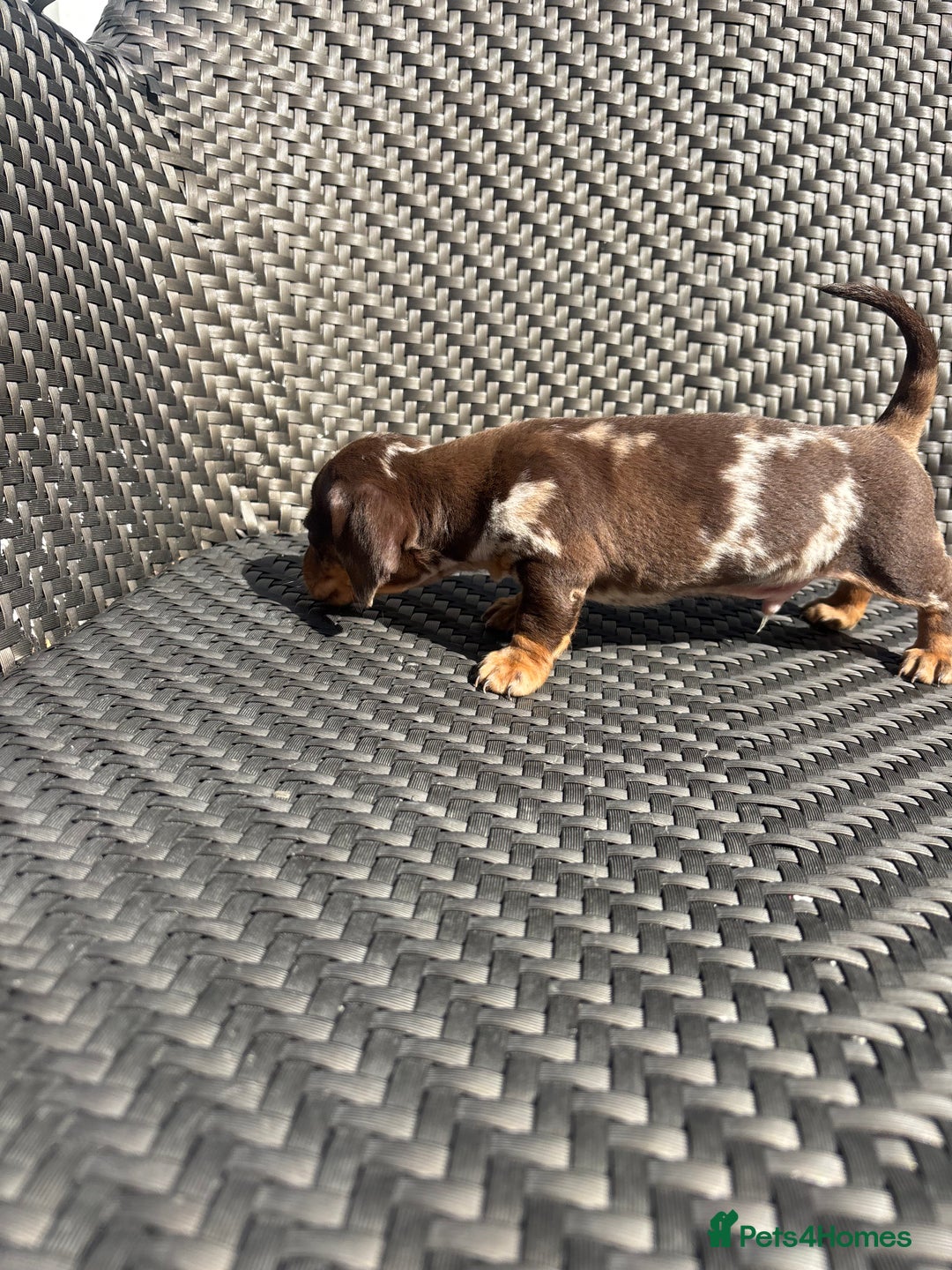 Dachshund dogs for sale: Dachshund Puppies  - Image 3