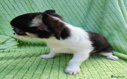 Chihuahua dogs for sale: Amazing Quality Long Coat Chihuahua puppies - Image 9