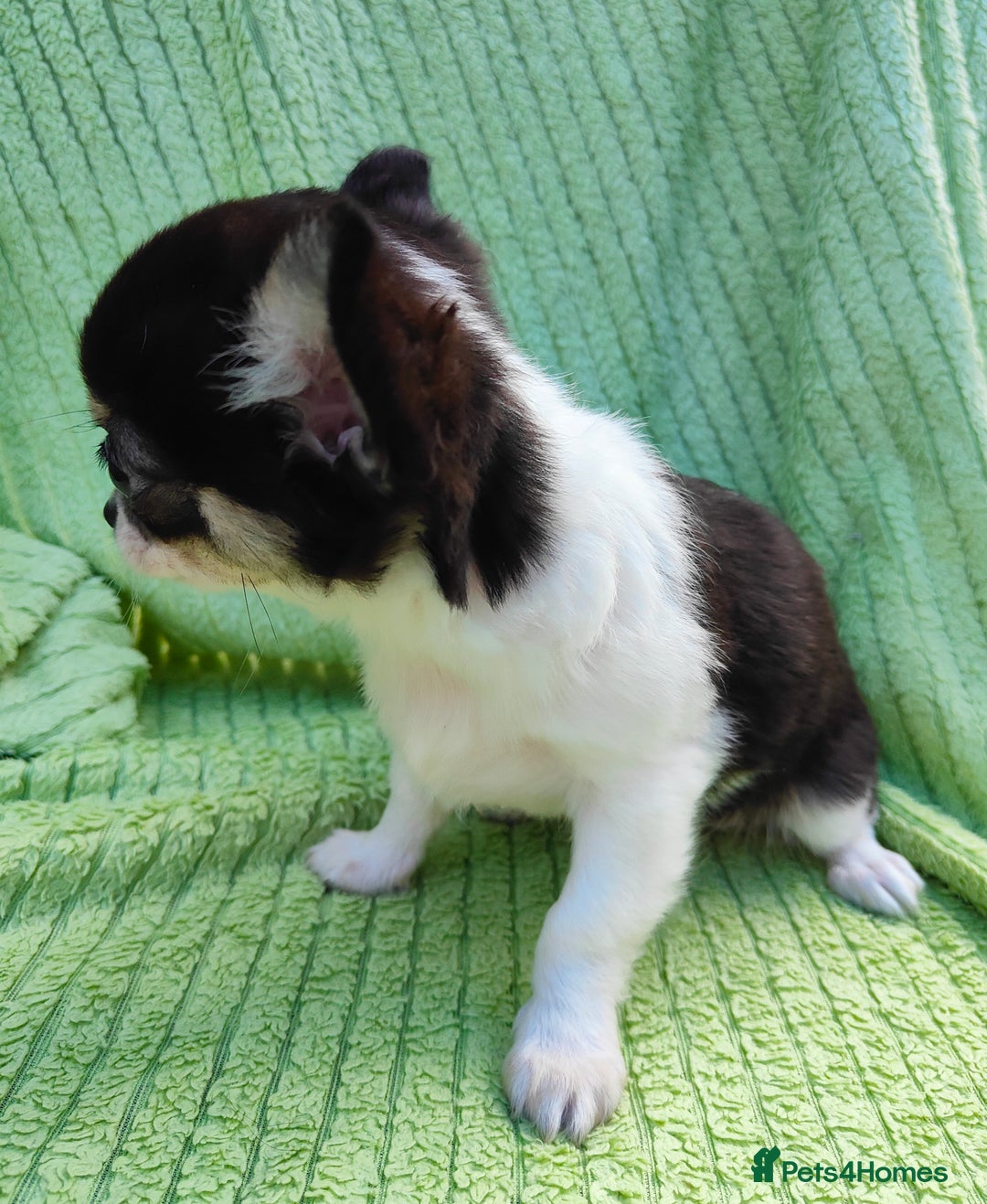 Chihuahua dogs for sale: Amazing Quality Long Coat Chihuahua puppies - Image 9