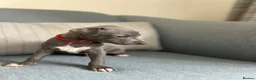Italian Greyhound dogs for sale: Outstanding KC reg Italian greyhound puppies  - Advert 6