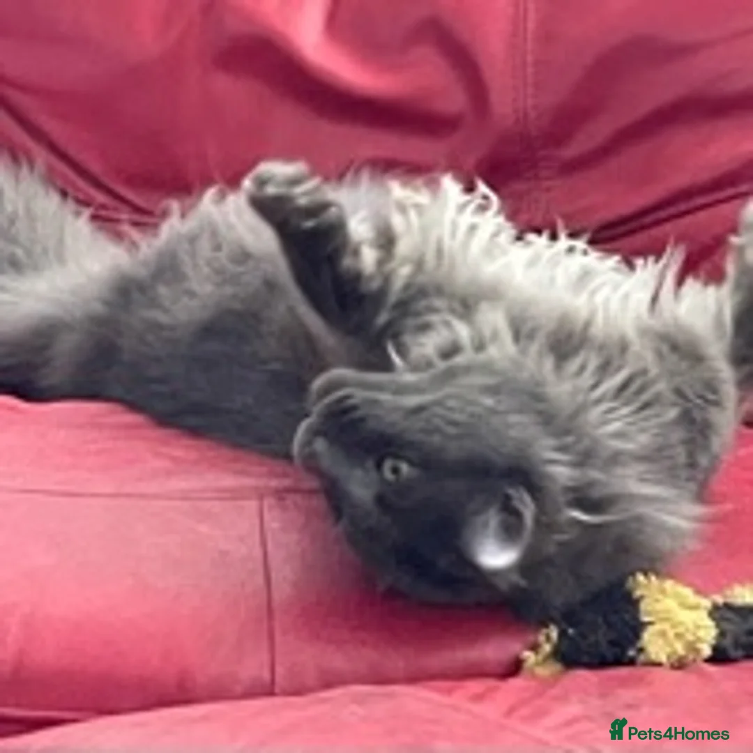 Maine Coon cats for stud: GCCF Russian Line handsome stud Kodiak in Braintree - Advert 5