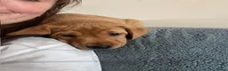 Labrador Retriever dogs for sale: KC registered Fox Red Labrador Puppies in Whitchurch - Advert 21