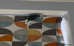 Budgerigars birds for sale: Budgie for rehoming with cage - Image 7