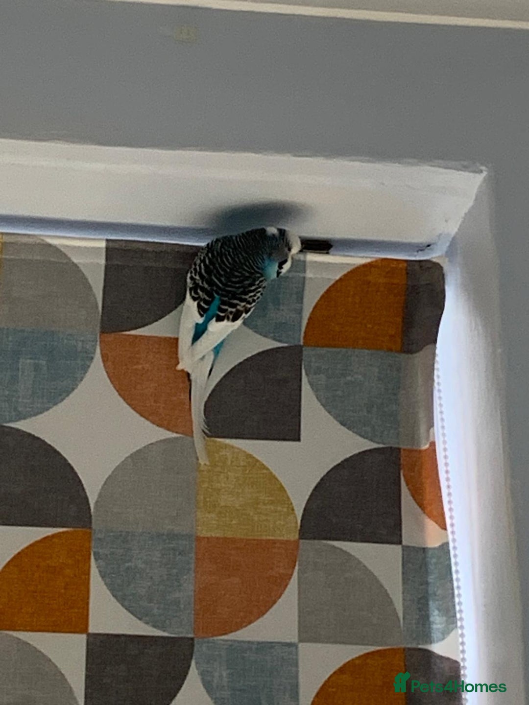 Budgerigars birds for sale: Budgie for rehoming with cage - Image 7
