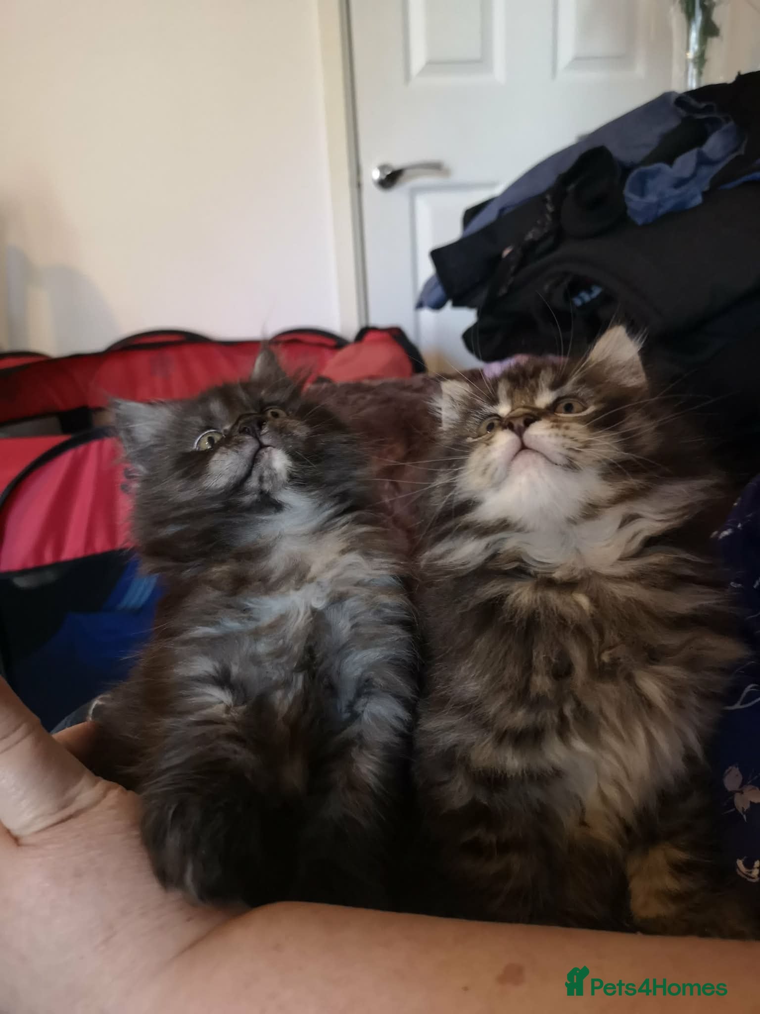 Maine Coon cats XXL Giant Main Coon  - Advert 2