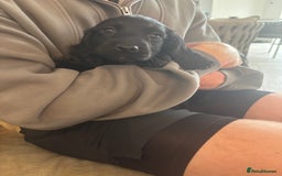 Cocker Spaniel dogs for sale: 3 boys left - Outstanding working cocker spaniels - Image 16
