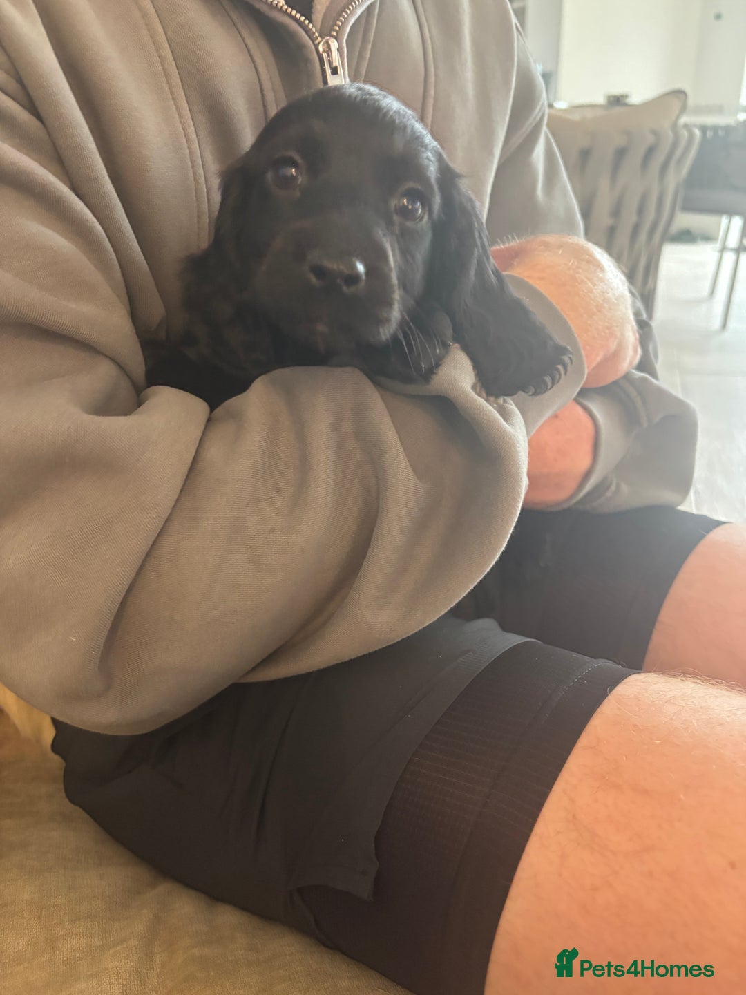Cocker Spaniel dogs for sale: 3 boys left - Outstanding working cocker spaniels - Image 16