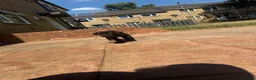 Cane Corso dogs for sale: Puppies  - Advert 3