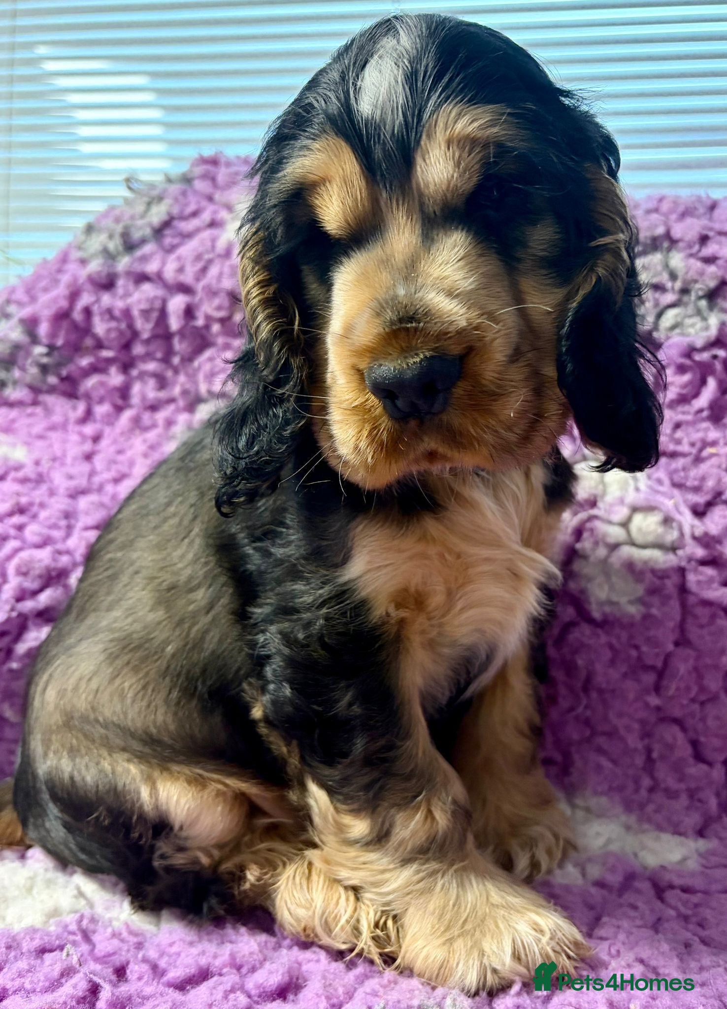 Cocker Spaniel dogs Champion Bloodlines KC Reg Show Cocker Spaniel Boy - Advert 4