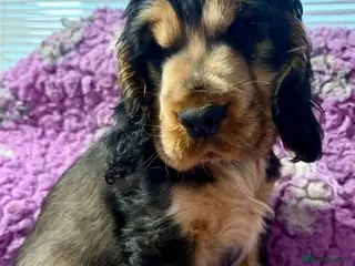 Cocker Spaniel dogs Champion Bloodlines KC Reg Show Cocker Spaniel Boy - Advert 4