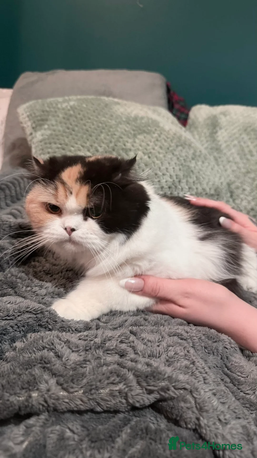 Scottish Fold cats for sale: Scottish fold x domestic kittens  - Advert 1