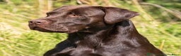 Labrador Retriever dogs for sale: KC Registered Black Labrador Puppies  - Advert 8