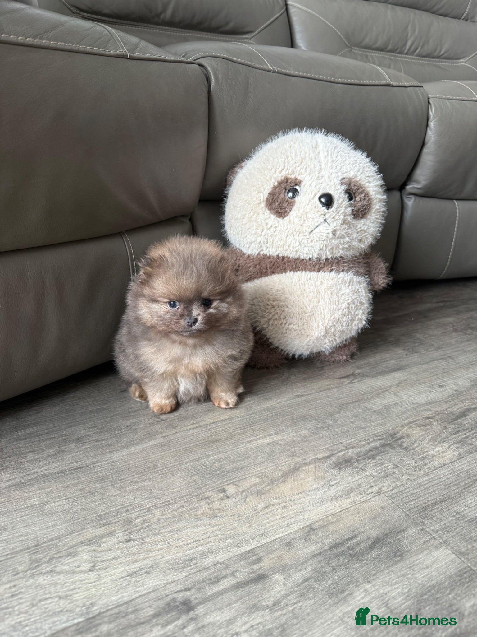 Pomeranian dogs Unique Blue and tan girl 💖 - Advert 6