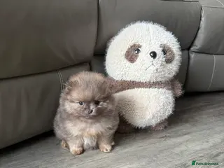 Pomeranian dogs Unique Blue and tan girl 💖 - Advert 6
