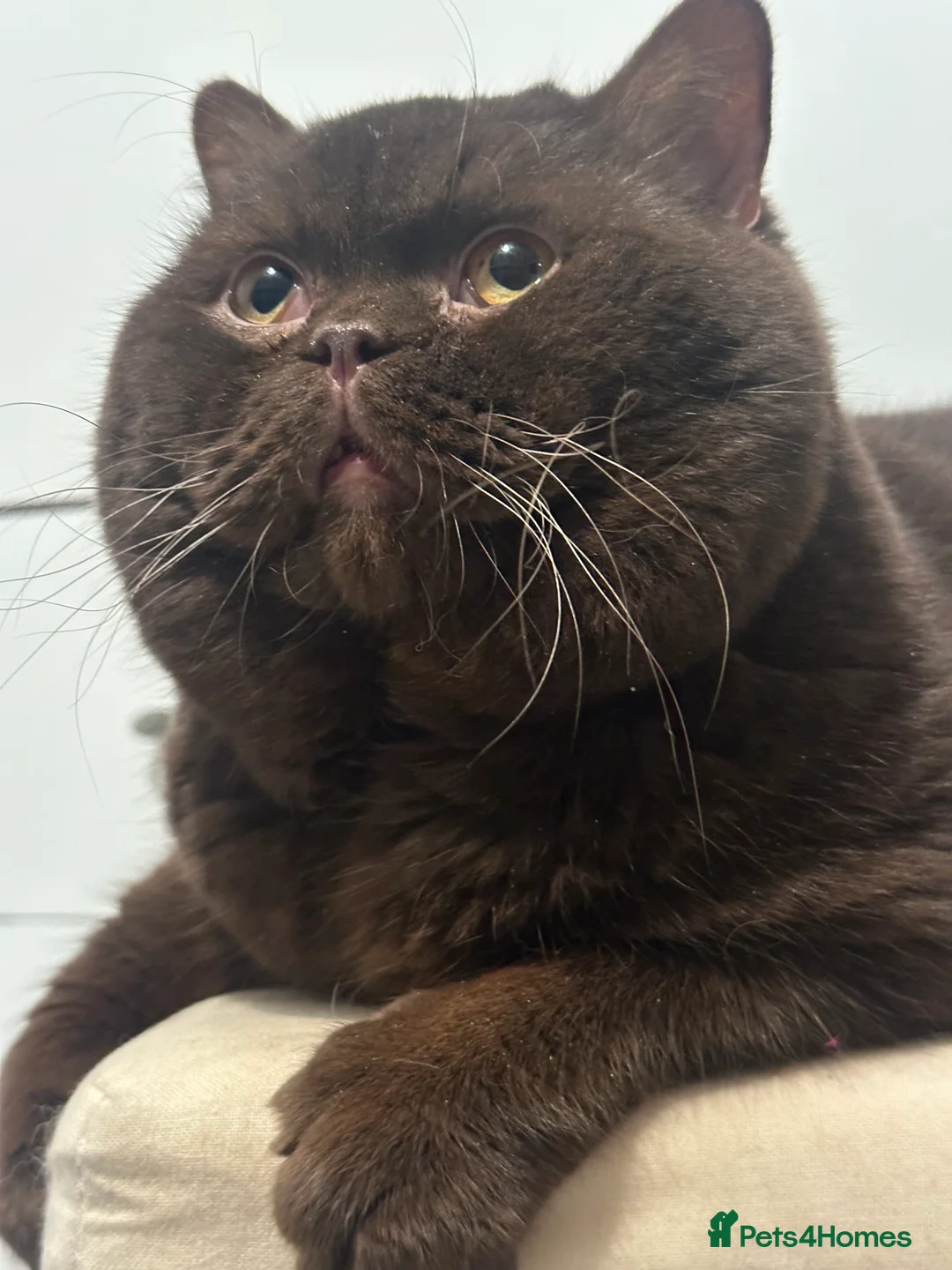 British Shorthair cats for stud: 🍁 GCCF Champion Chocolate Stud 🍁 in Warrington - Advert 7