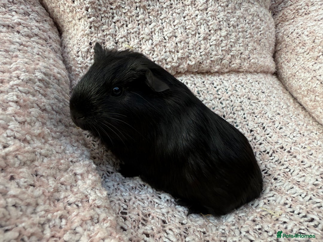 Guinea Pig rodents for sale: Beautiful baby guinea pigs  - Image 5