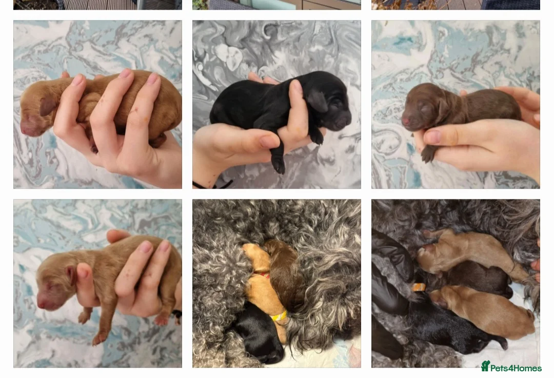 Cockapoo dogs for stud: F1 cocapoo well Proven extensively health tested in Bromley - Advert 31