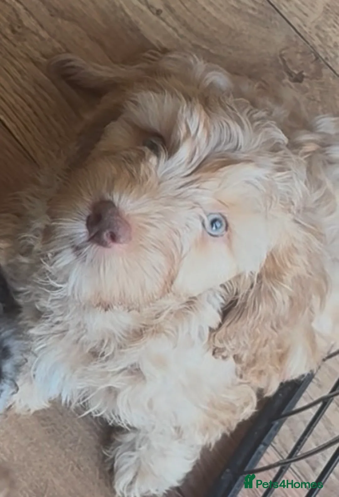 Cockapoo dogs for sale: Adorable cockapoos. Parents genetically tested.  - Advert 2