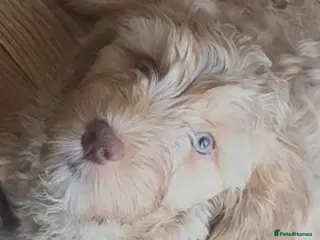 Cockapoo dogs Adorable cockapoos. Parents genetically tested. - Advert 1