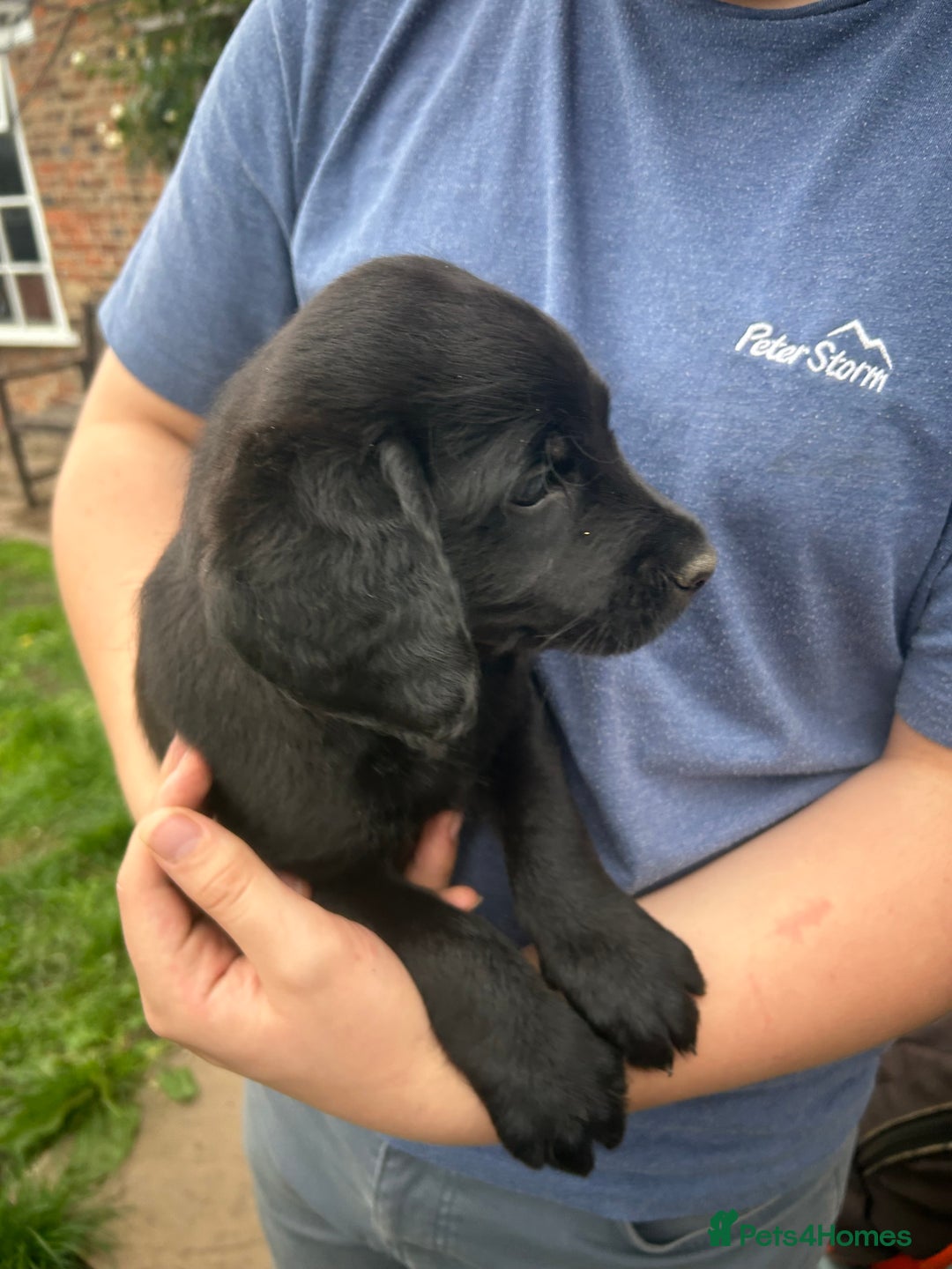Labradoodle dogs for sale: Ready to go! Fantastic F1 Labradoodles (black) - Image 17