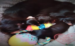 Dachshund dogs for sale: Miniature Dachshund puppies for sale  - Image 1