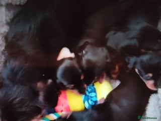 Dachshund dogs - Advert 6