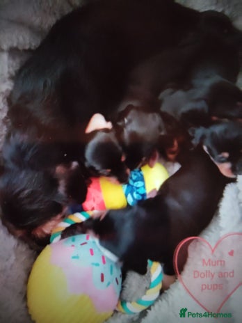 Dachshund dogs - Advert 2