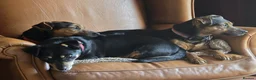 Jack Russell dogs for sale: Black & Tan & Tri-colour Jack Russell Terriers - Advert 5