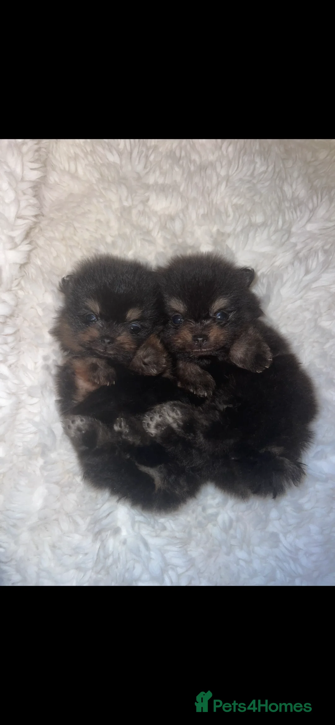 Pomeranian dogs for sale: Black & Tan balls of fluff  - Advert 1