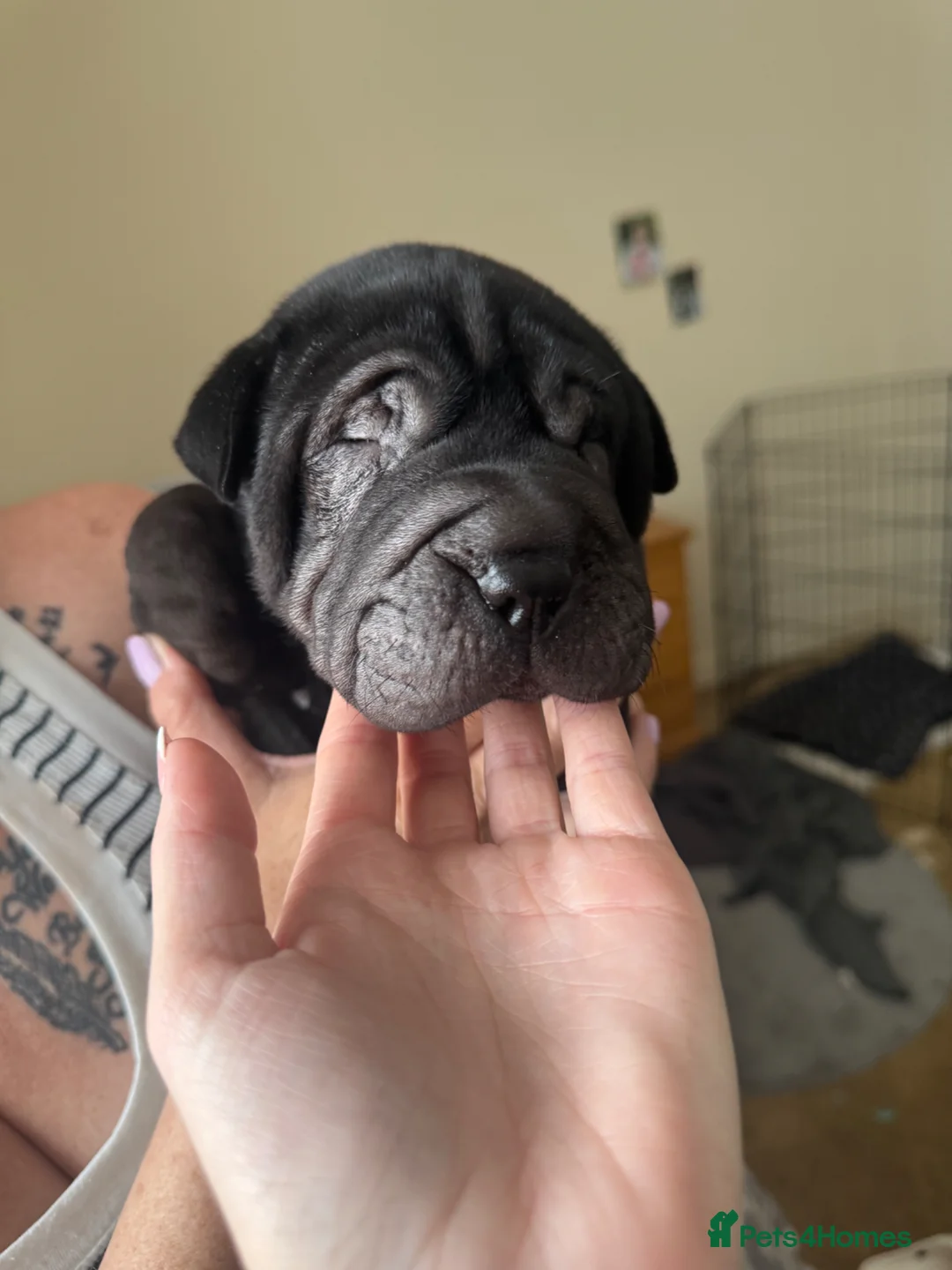 Shar Pei dogs for sale: Two beautiful Male Shar pei  in Wolverhampton - Advert 2