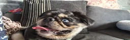 Pug dogs for sale: Bobby - Advert 12