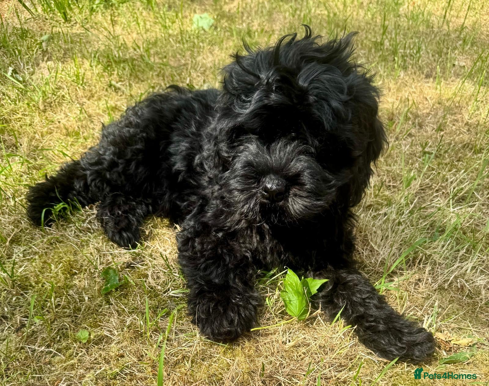 Cavapoo dogs Ready now, health tested F1 Cavapoos  - Advert 2