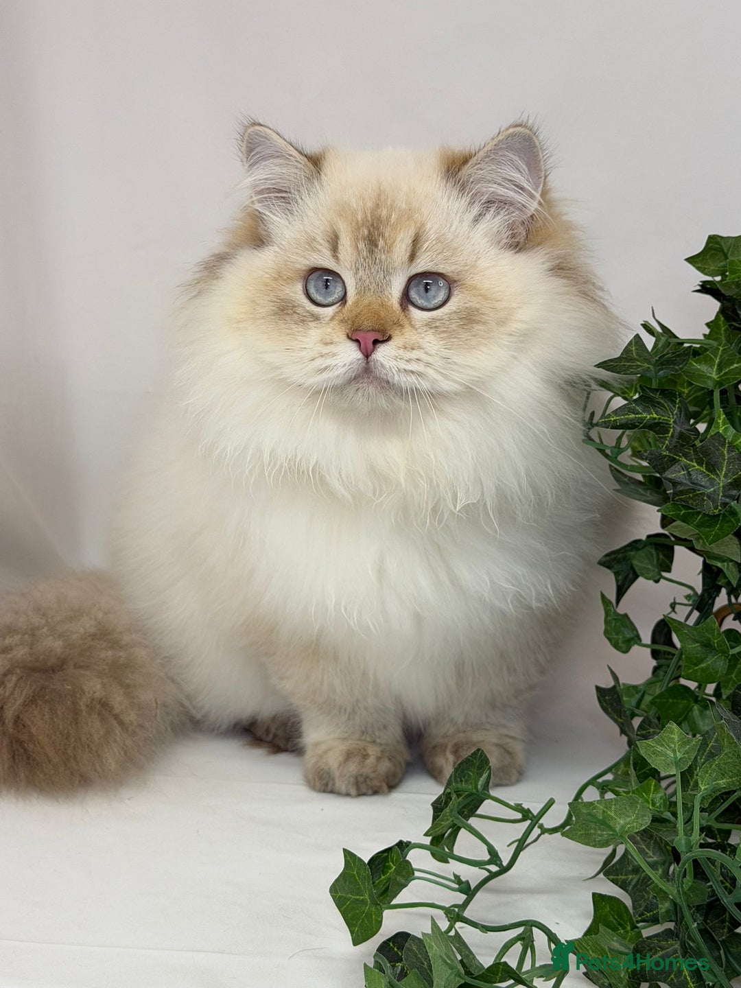 British Longhair cats for sale: Longhair Golden point British Longhair  - Advert 3